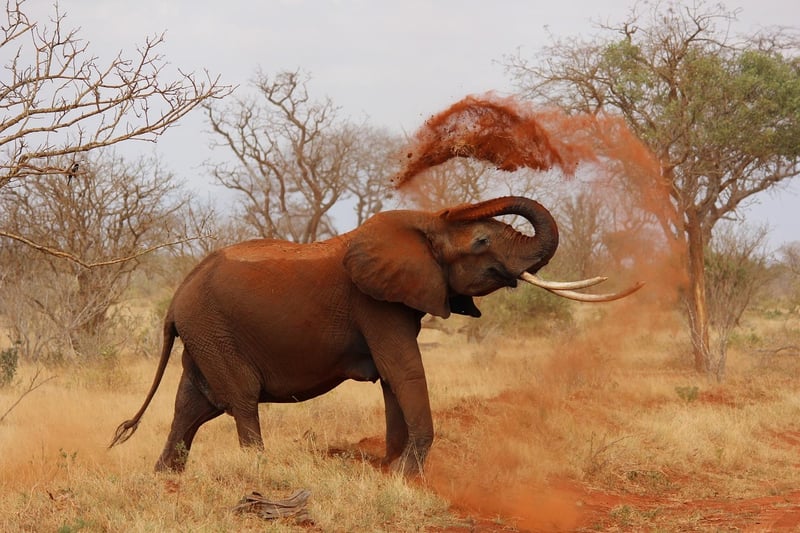 Elephants in Maasai Mara