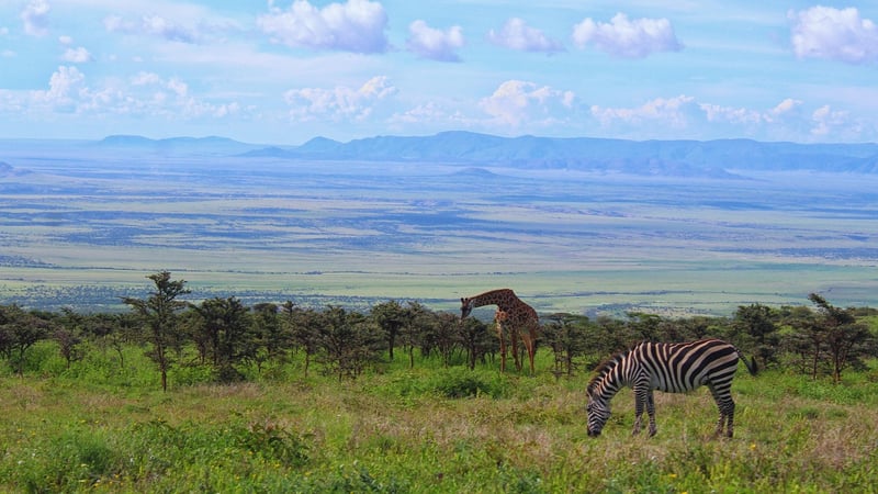 Giraffes and Zebras in Serengeti