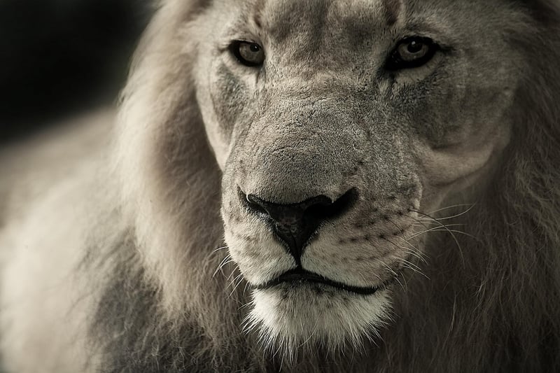Lion in Kruger National Park